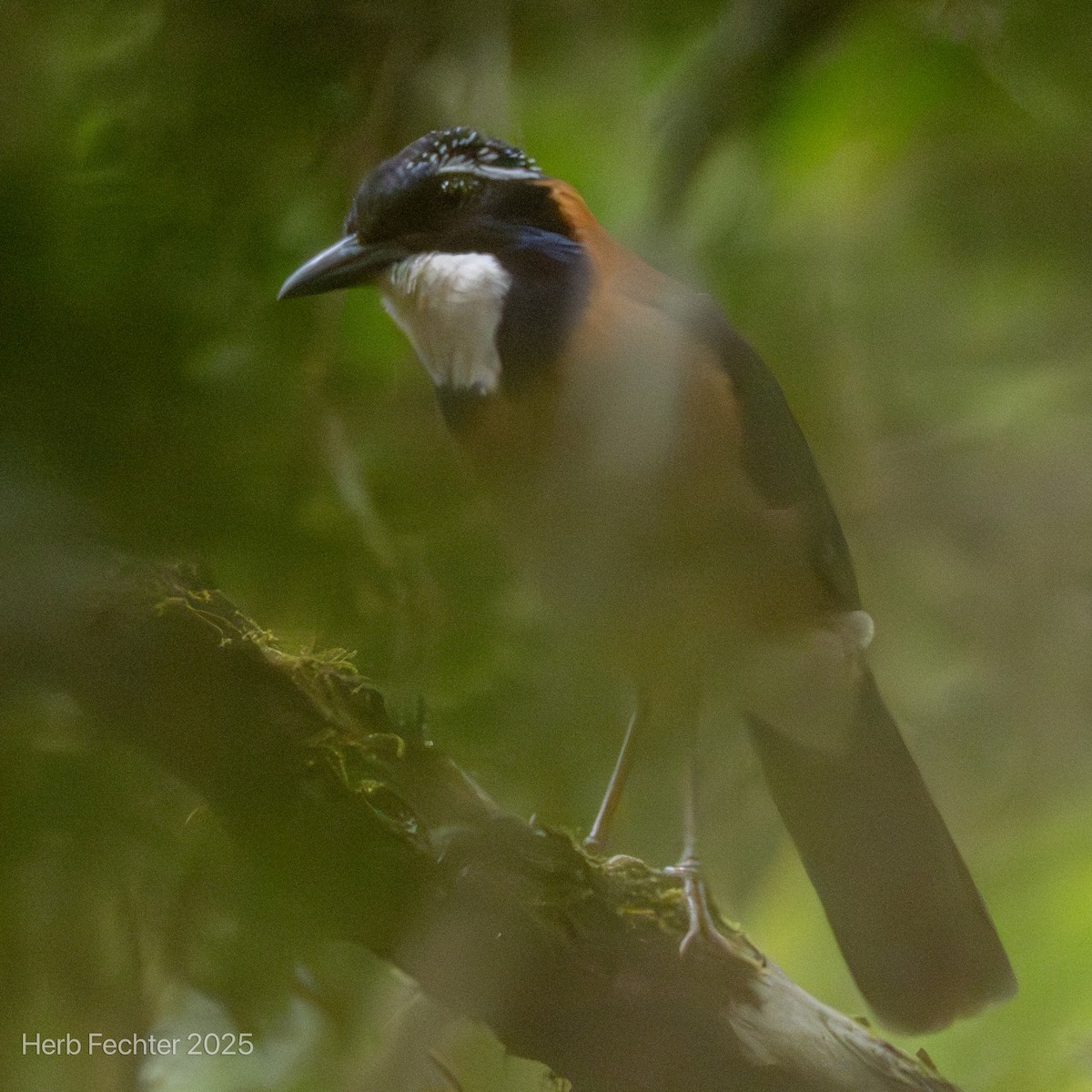 Silvícola Sirontsirona - ML646611147