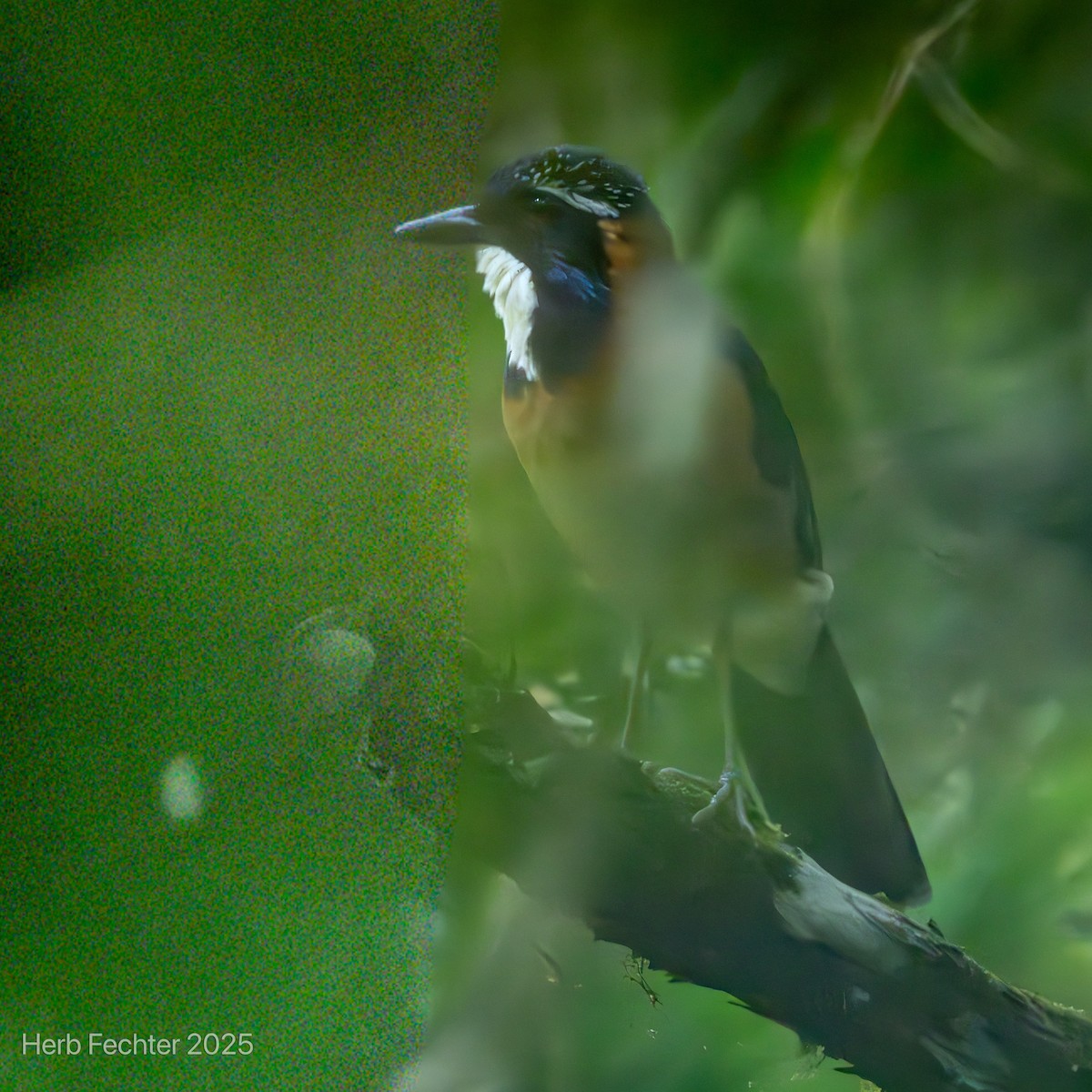 Silvícola Sirontsirona - ML646611148