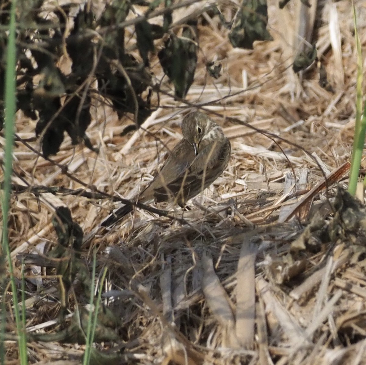 American Pipit - ML646611154