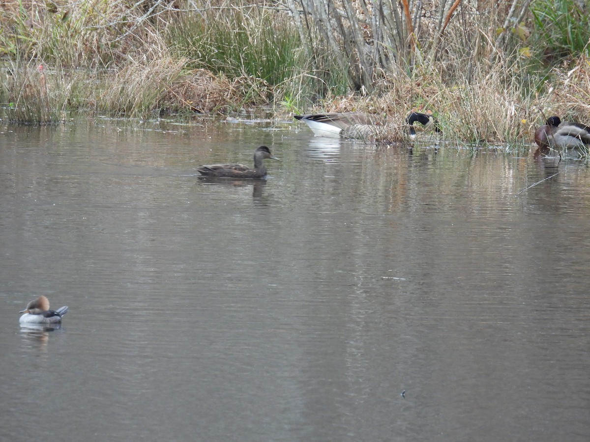 American Black Duck - ML646611155