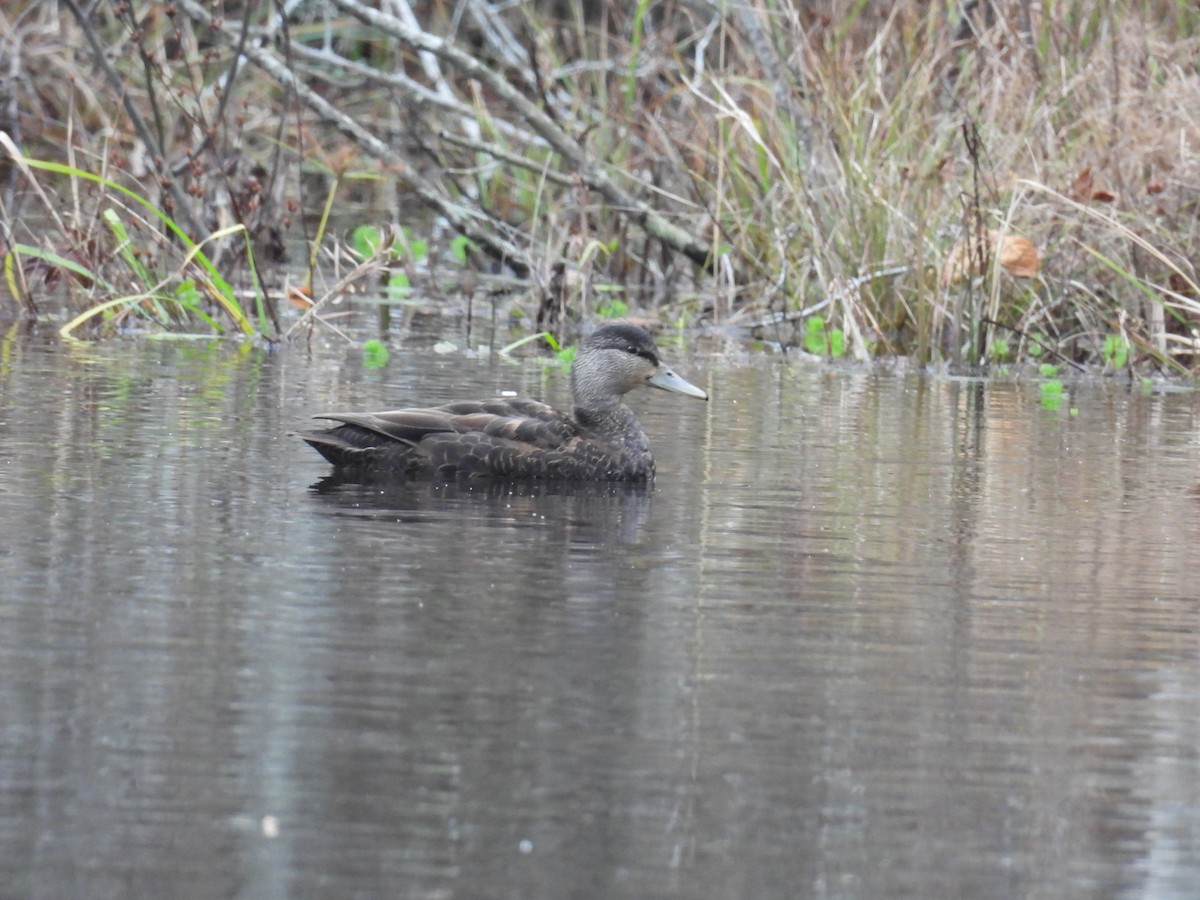 American Black Duck - ML646611158
