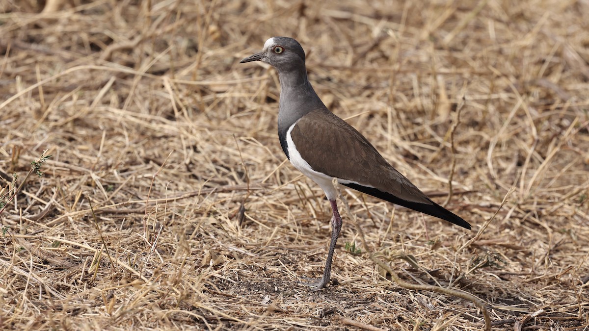 Black-winged Lapwing - ML646611159