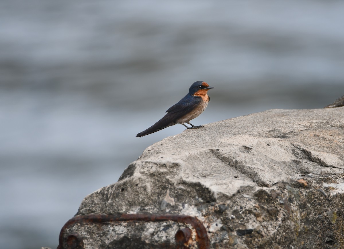 Pacific Swallow - ML646611160