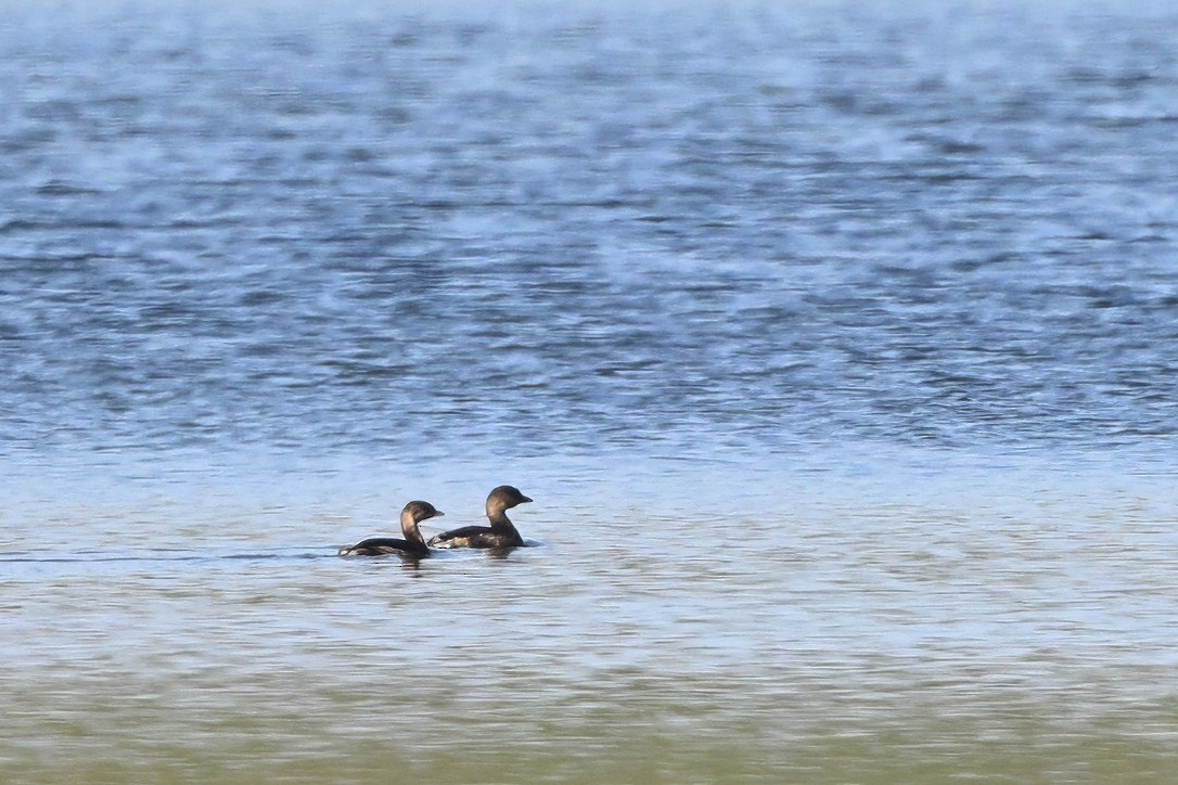 Bindentaucher - ML646611161