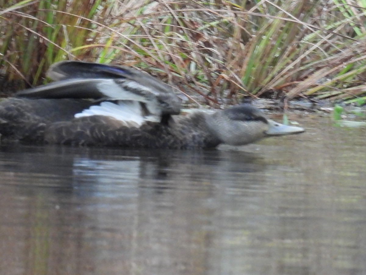 American Black Duck - ML646611162