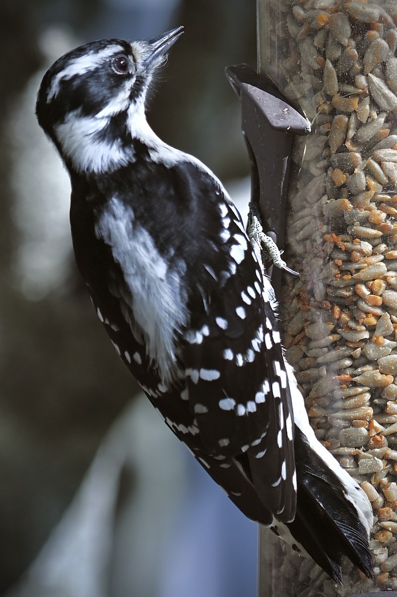 Downy Woodpecker - ML646611164