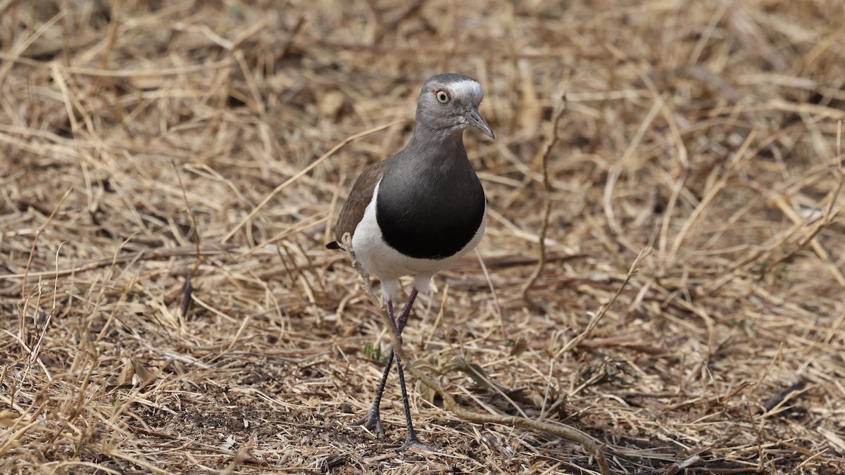 Black-winged Lapwing - ML646611165