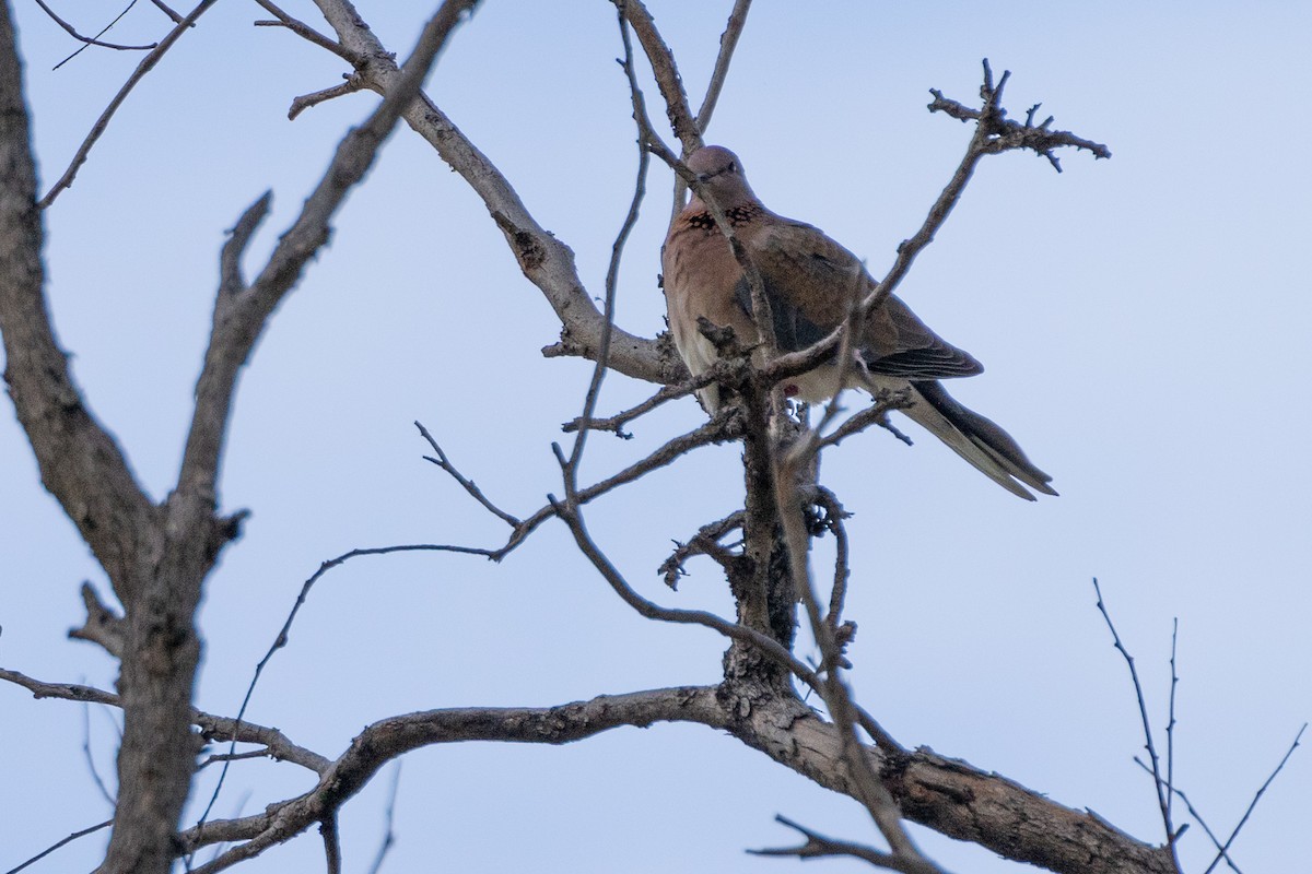 Малая горлица - ML646611167