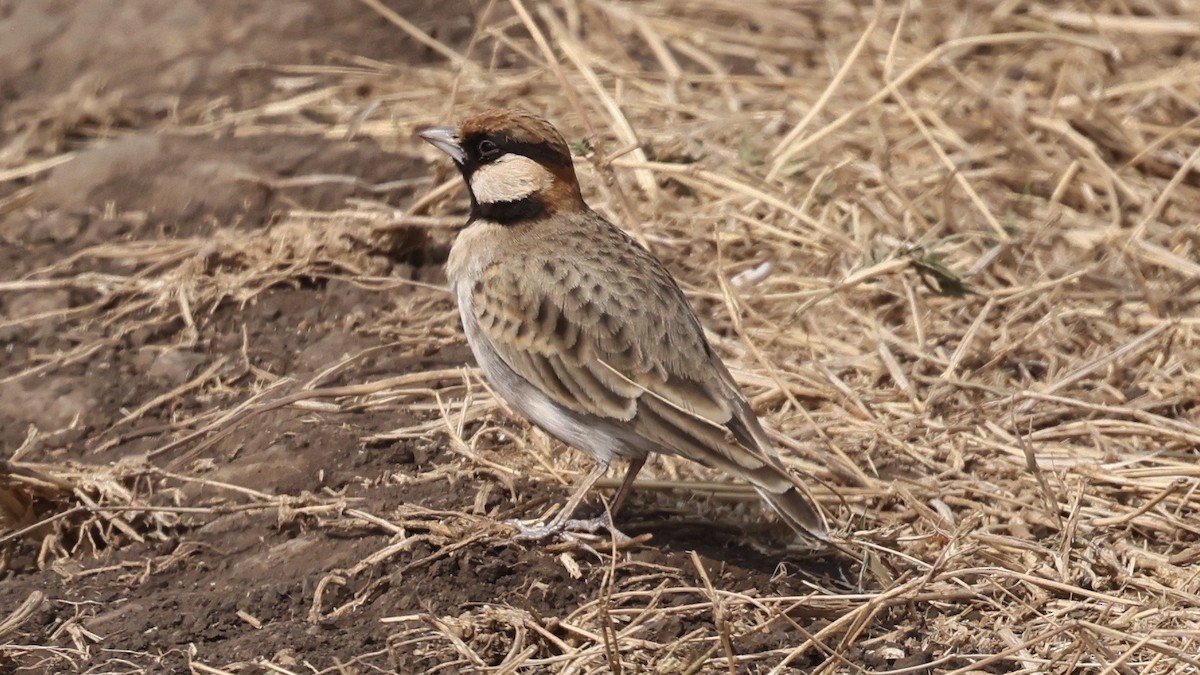 Fischer's Sparrow-Lark - ML646611169