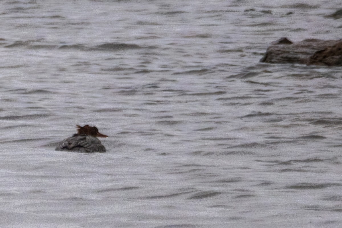 Büyük Tarakdiş - ML646611171