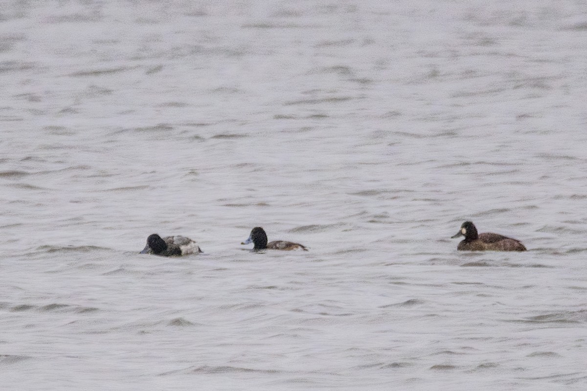 Morbaş Patka - ML646611172