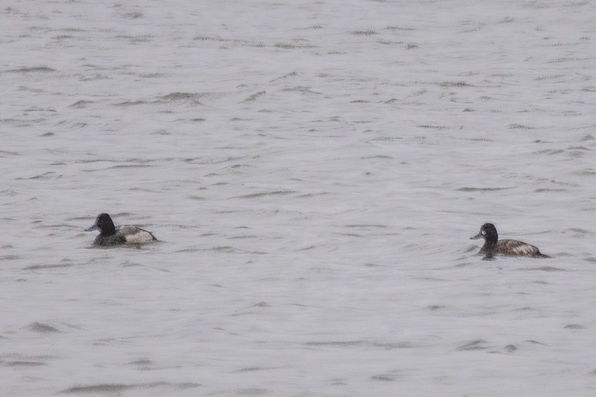 Morbaş Patka - ML646611173