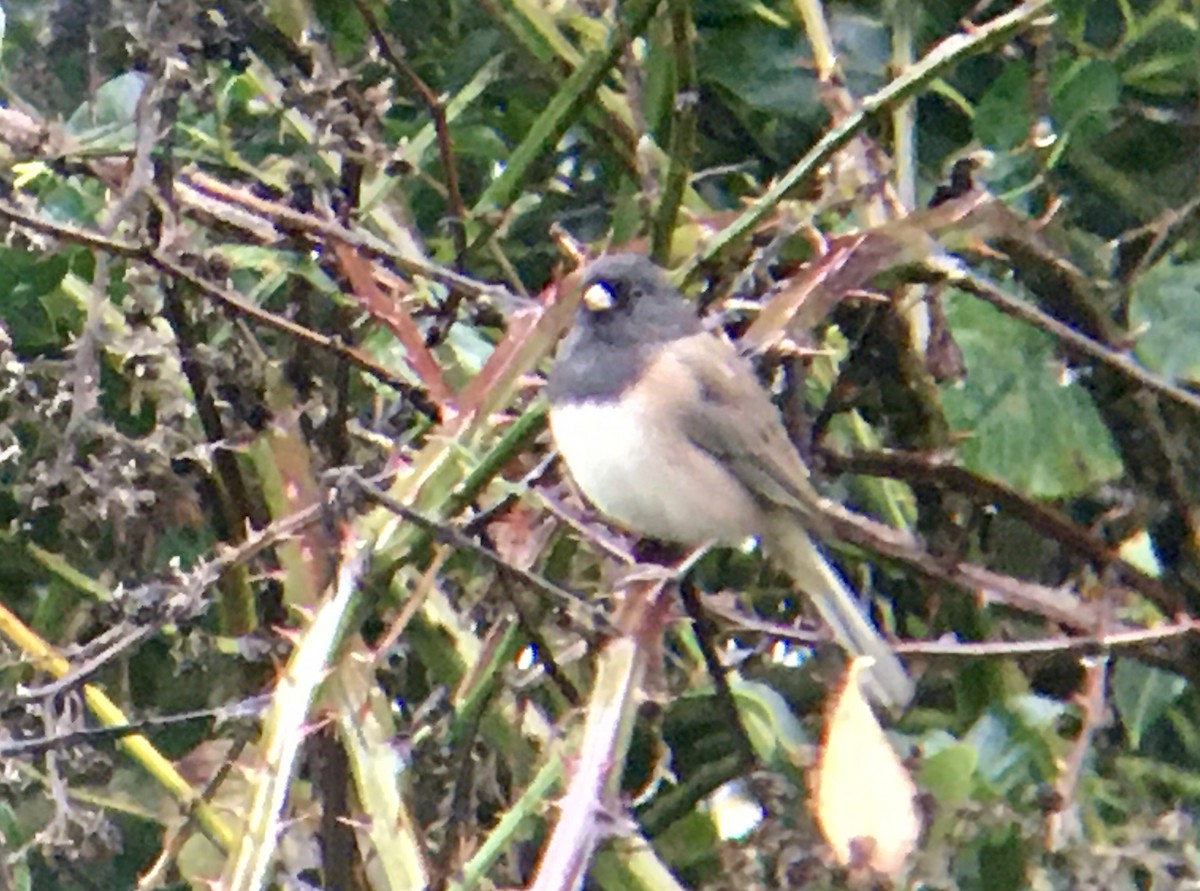 Dark-eyed Junco - ML646611174