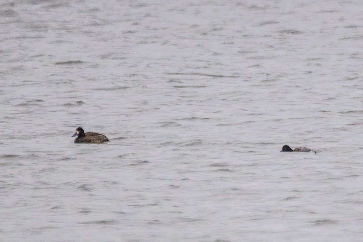 Morbaş Patka - ML646611176