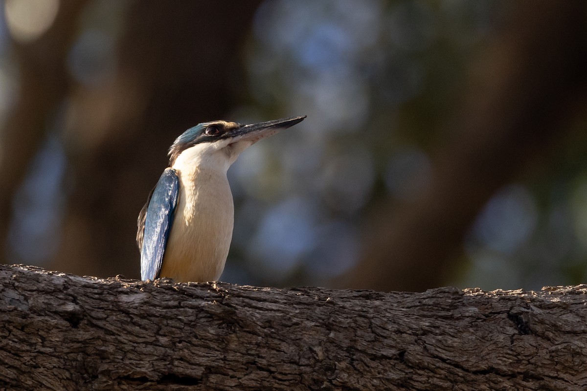 Священная альциона - ML646611177