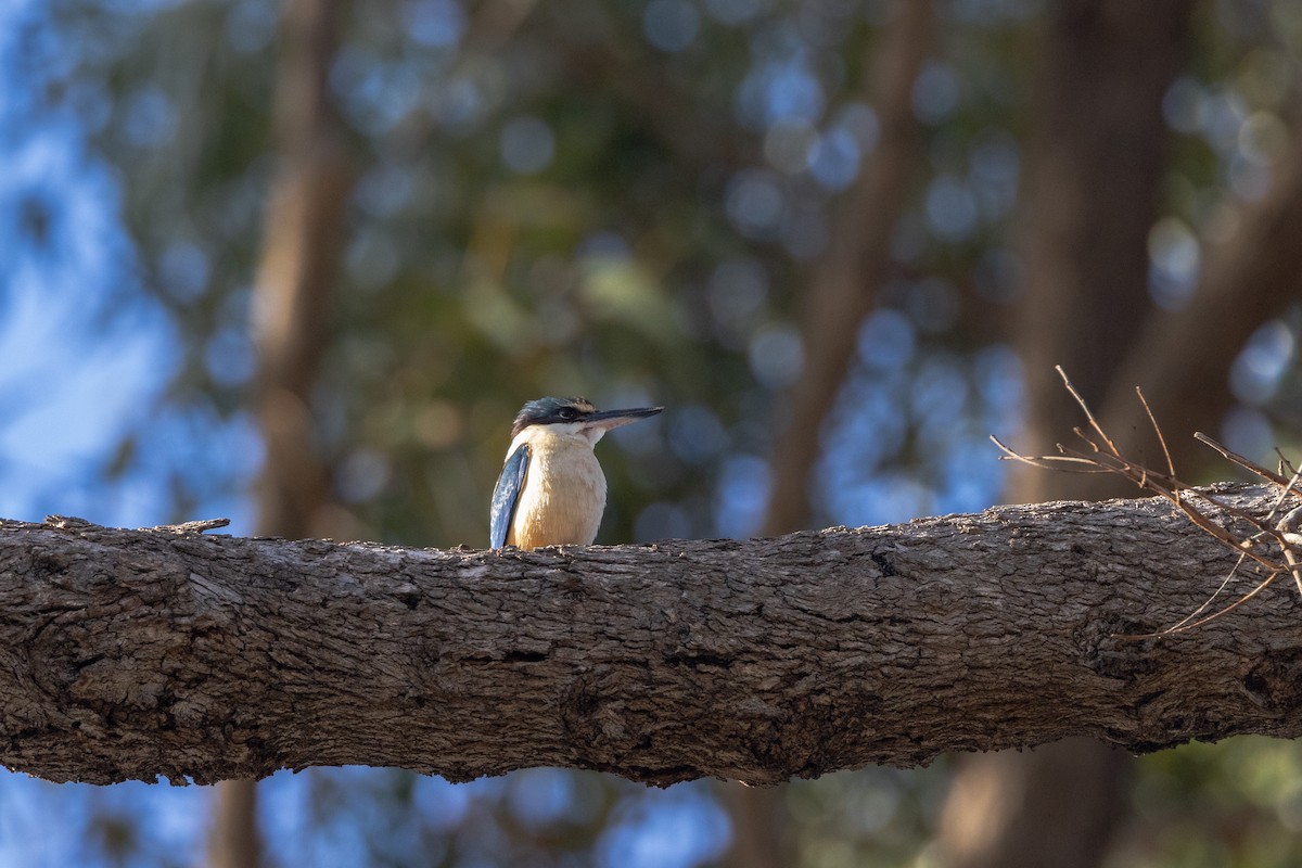 Священная альциона - ML646611178