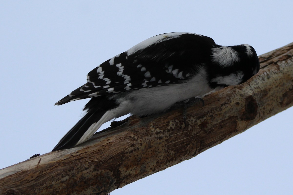 Dunenspecht - ML646611181