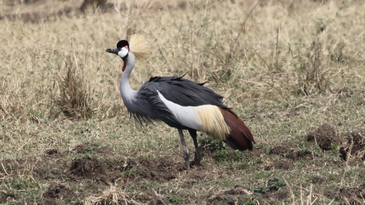 Gray Crowned-Crane - ML646611184
