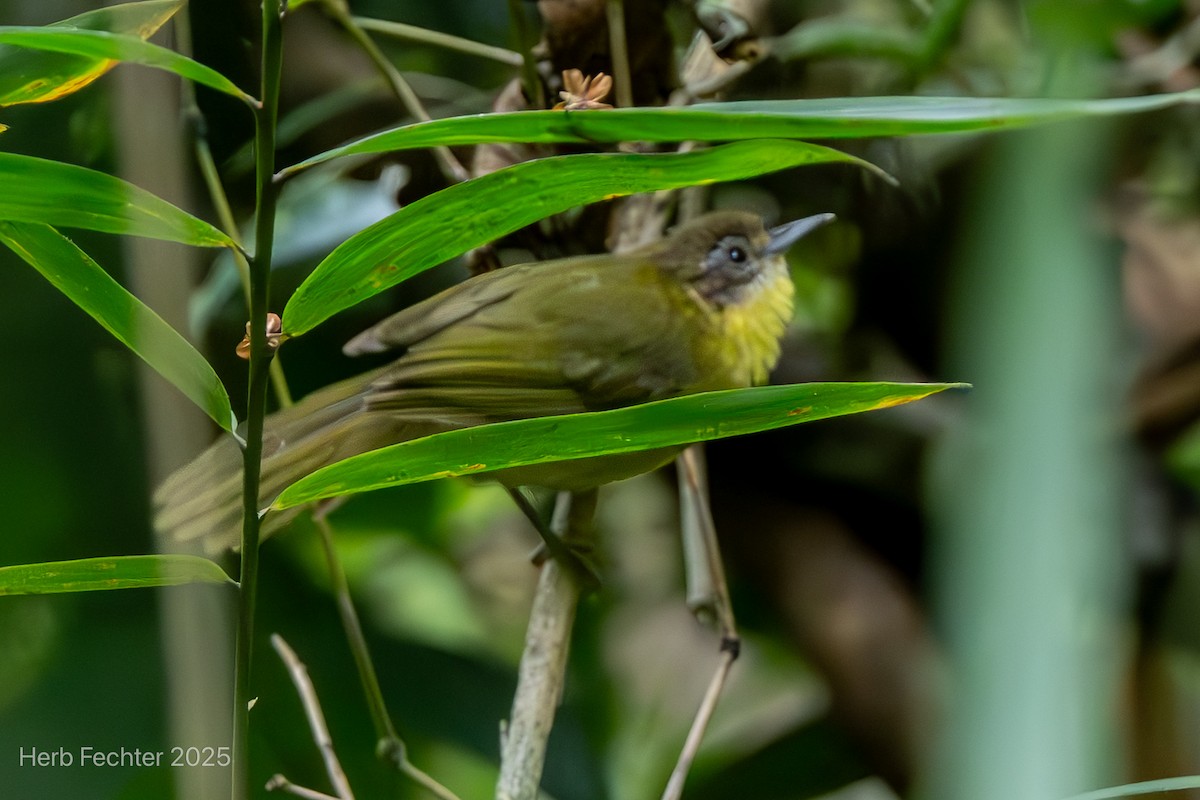 Jiji Colicuña - ML646611185