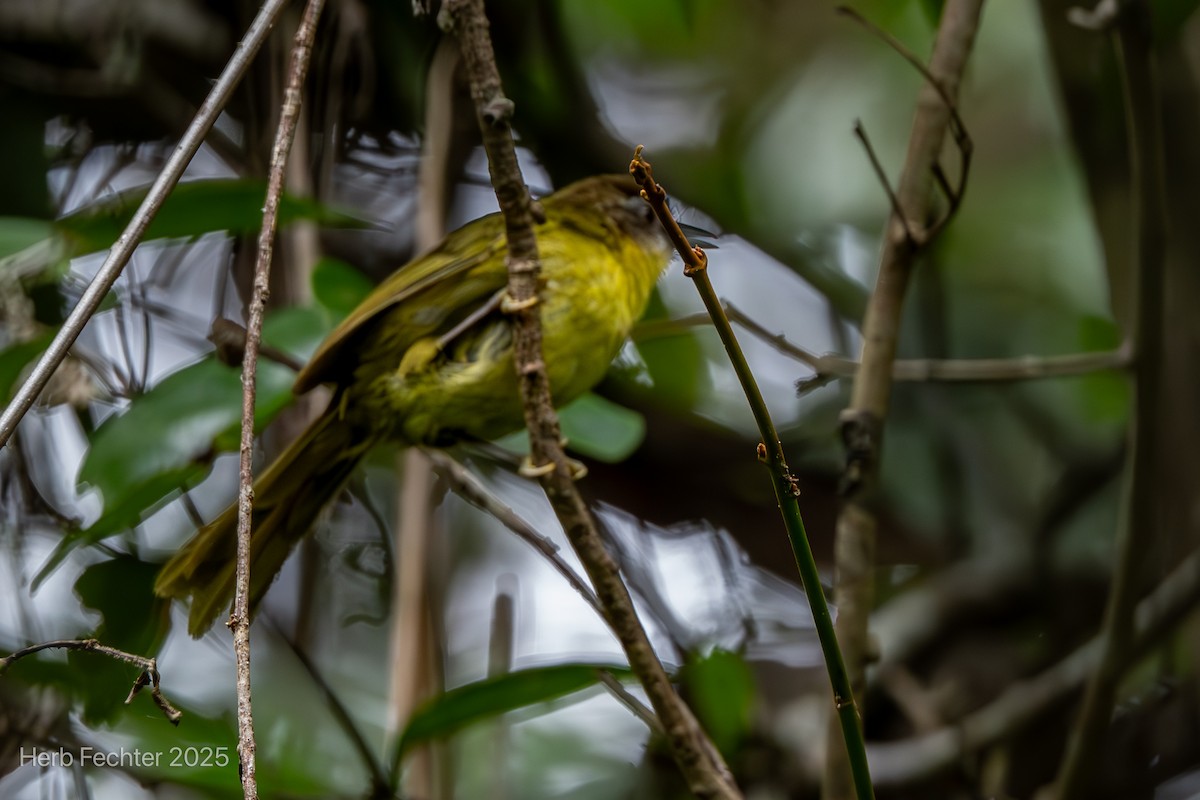 Jiji Colicuña - ML646611186