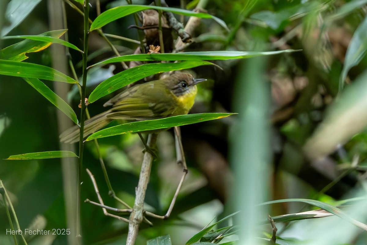 Jiji Colicuña - ML646611187