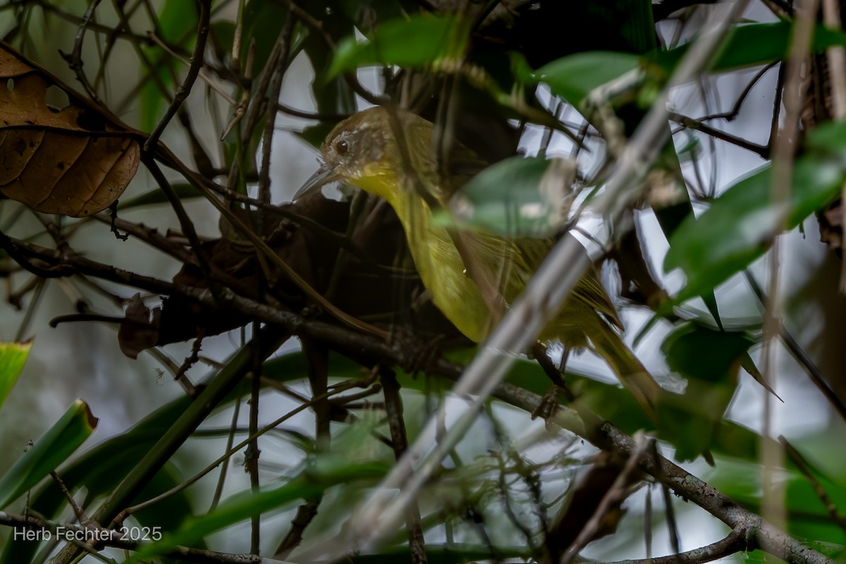 Jiji Colicuña - ML646611188