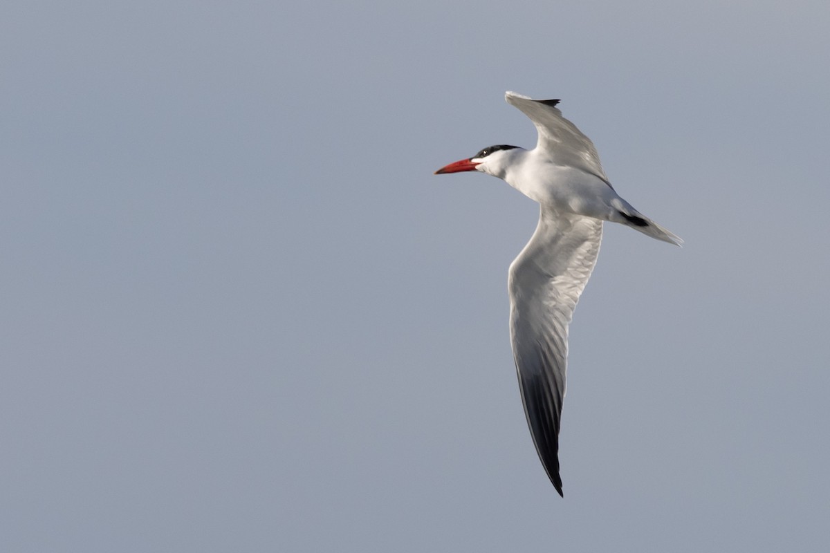 Чеграва - ML646611189