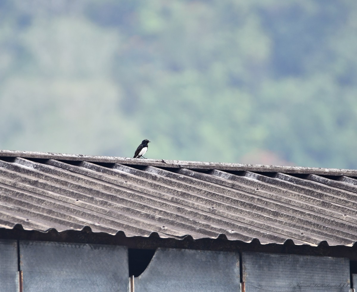 Willie-wagtail - ML646611191