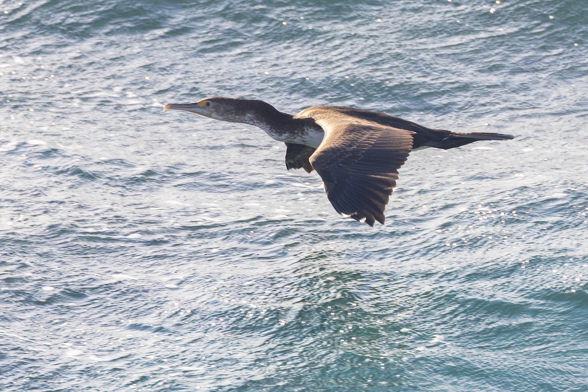 Пёстрый баклан - ML646611192