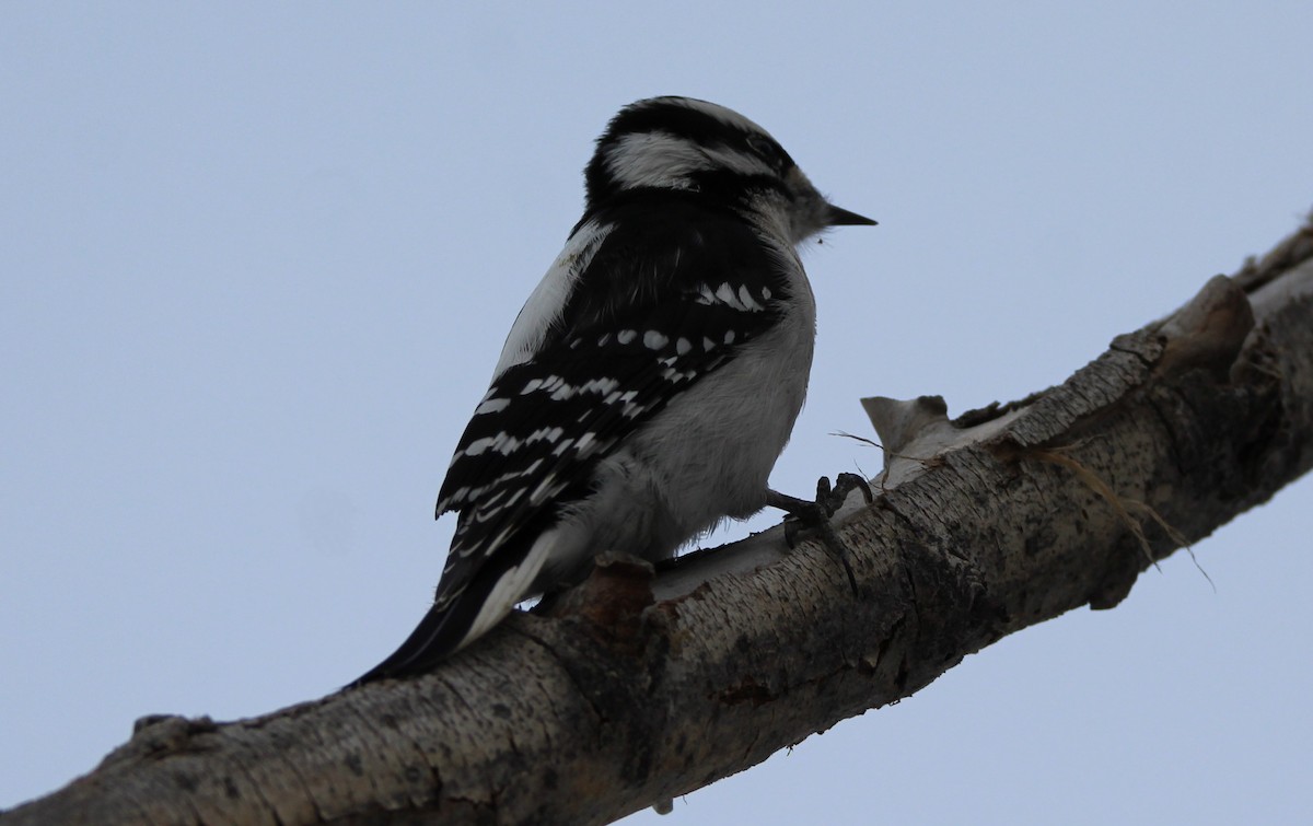 Dunenspecht - ML646611193