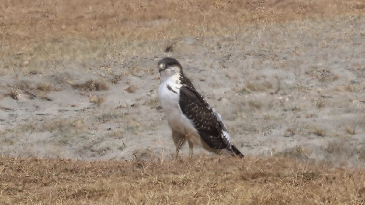 Augur Buzzard - ML646611194