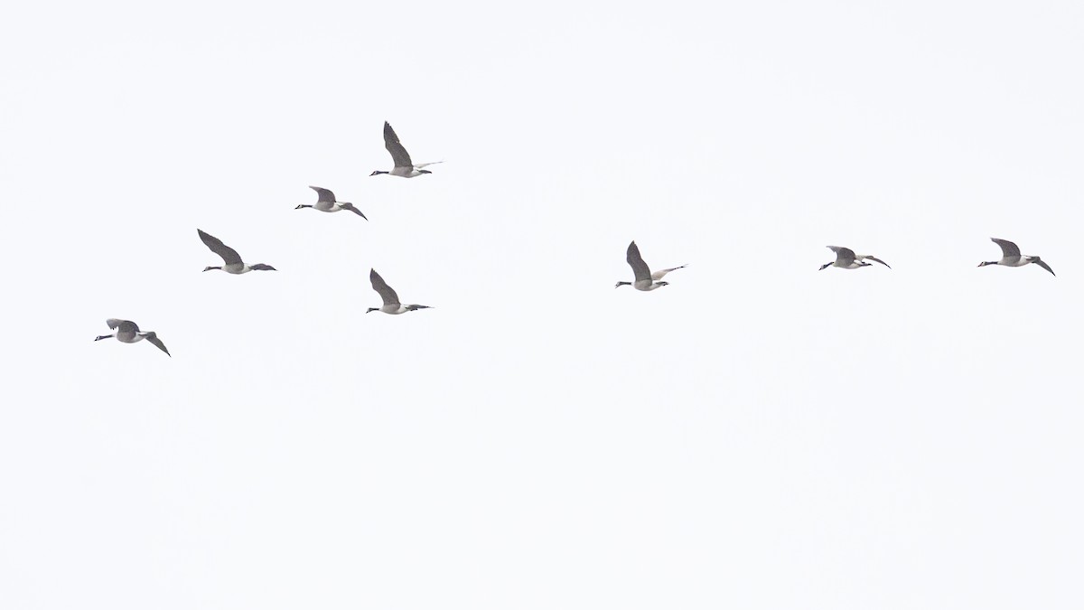 Canada Goose - ML646611195