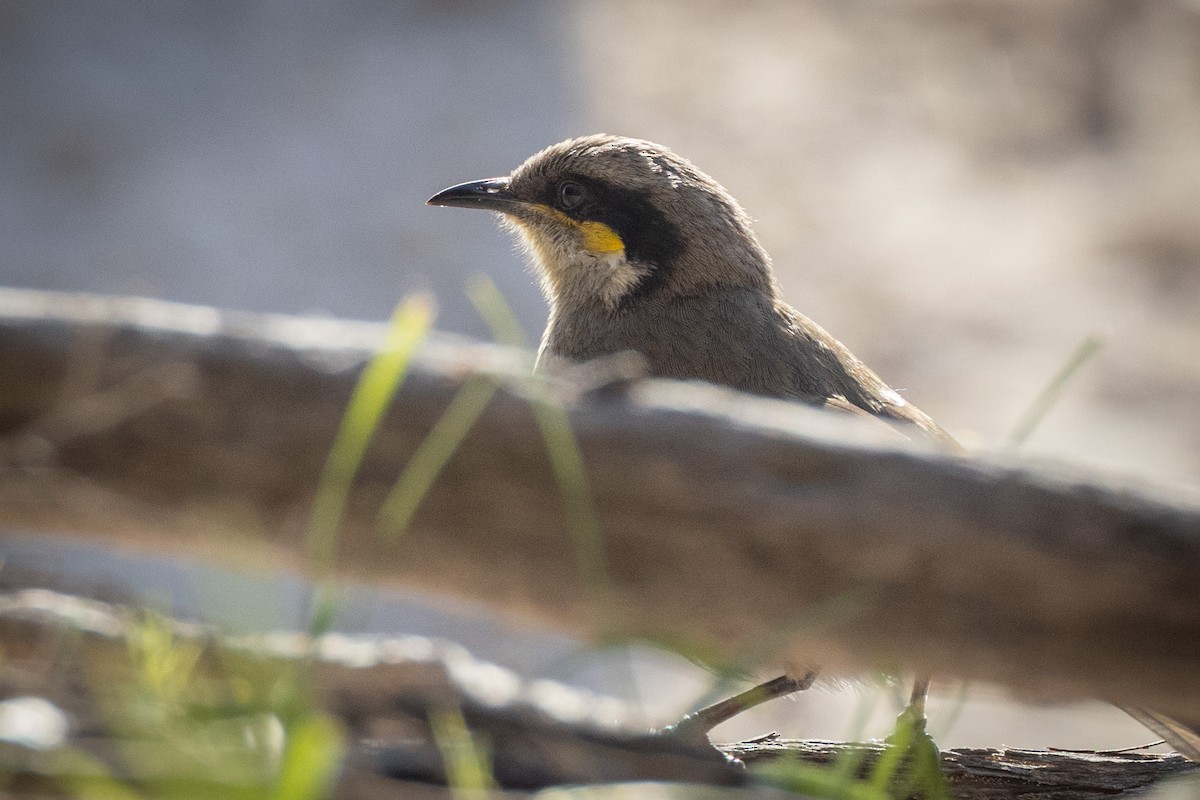 Певчий медосос - ML646611197