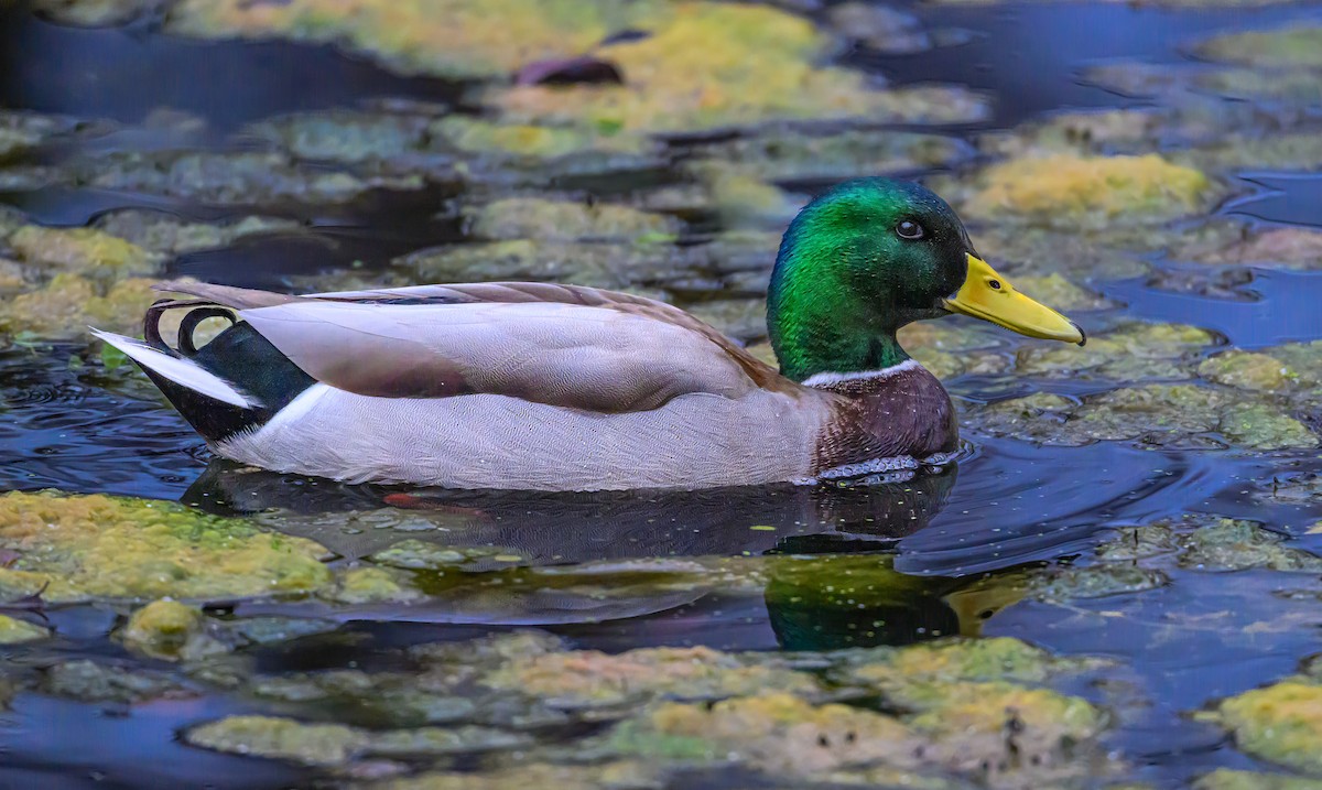 Mallard - ML646611200