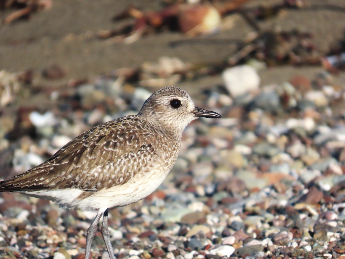 חופזי מנומר - ML646611203