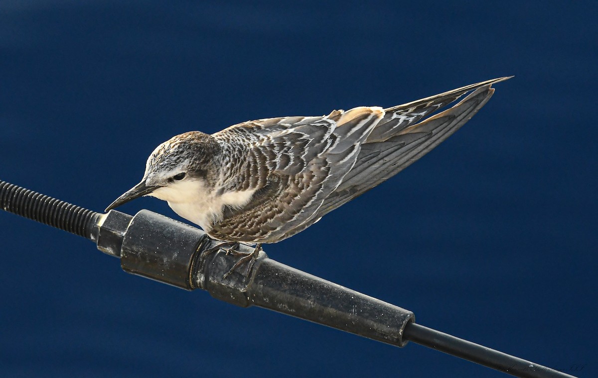 Bridled Tern - ML646611204
