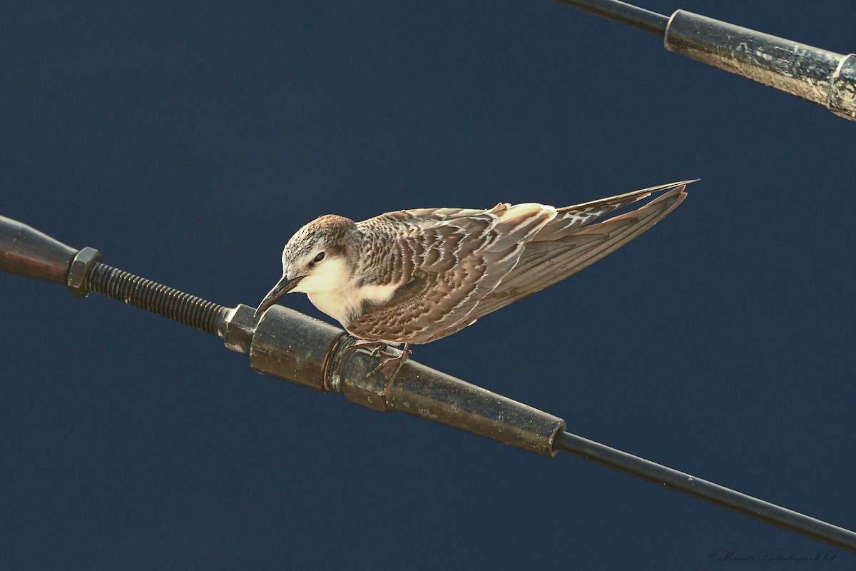 Bridled Tern - ML646611205