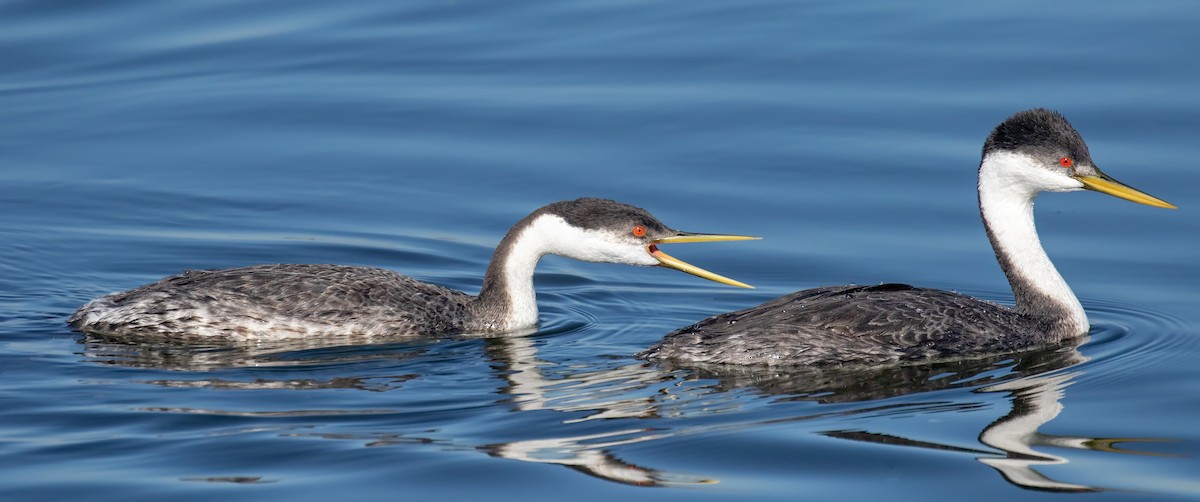Western Grebe - ML646611206