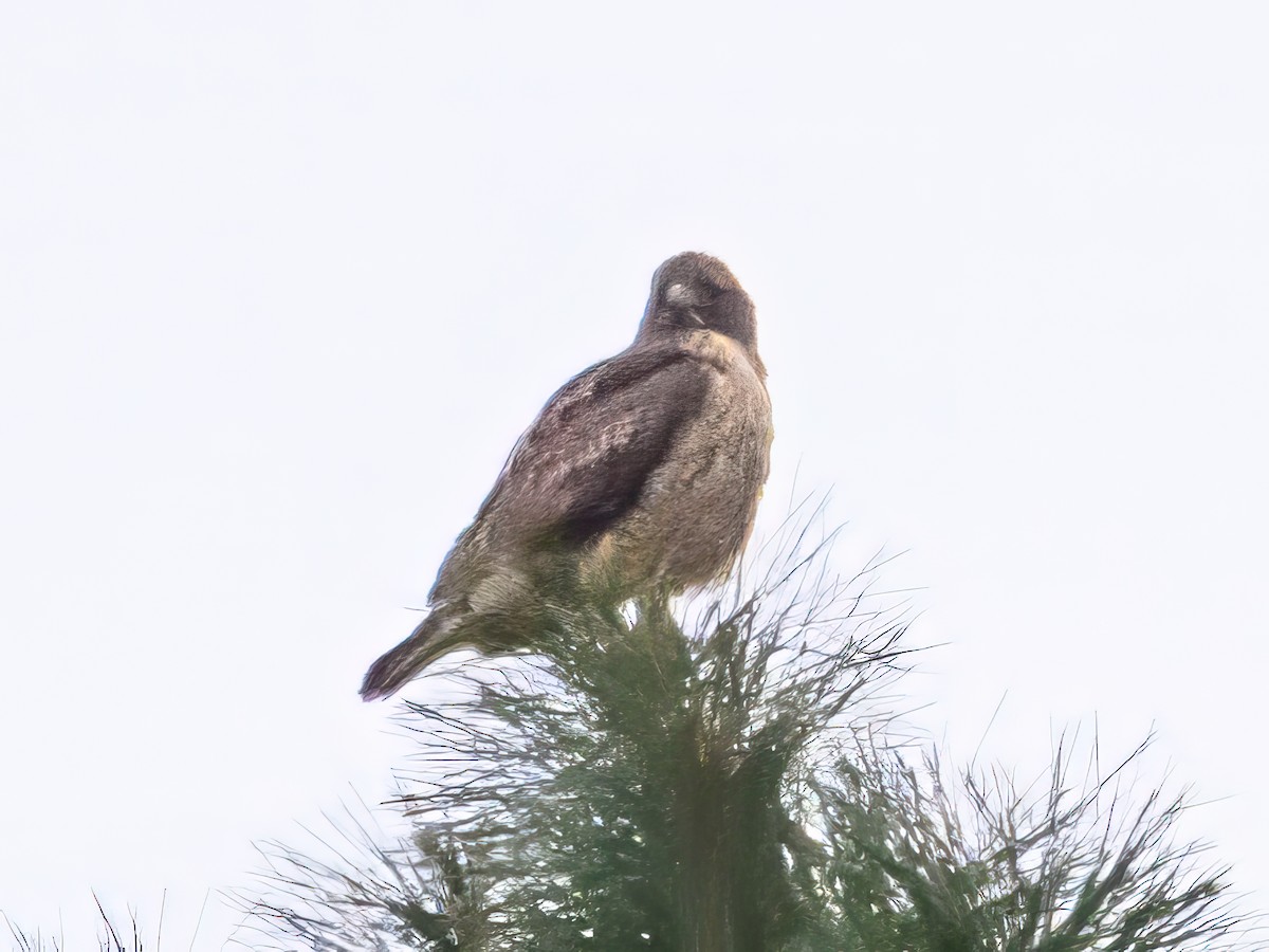 Red-tailed Hawk - ML646611208
