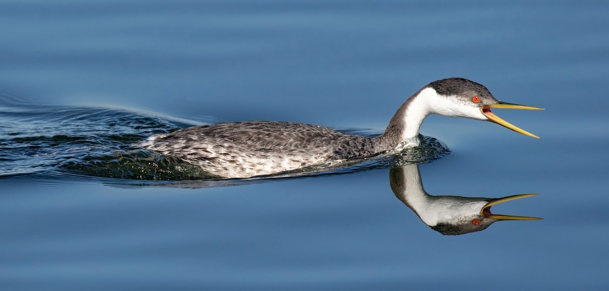 Western Grebe - ML646611209