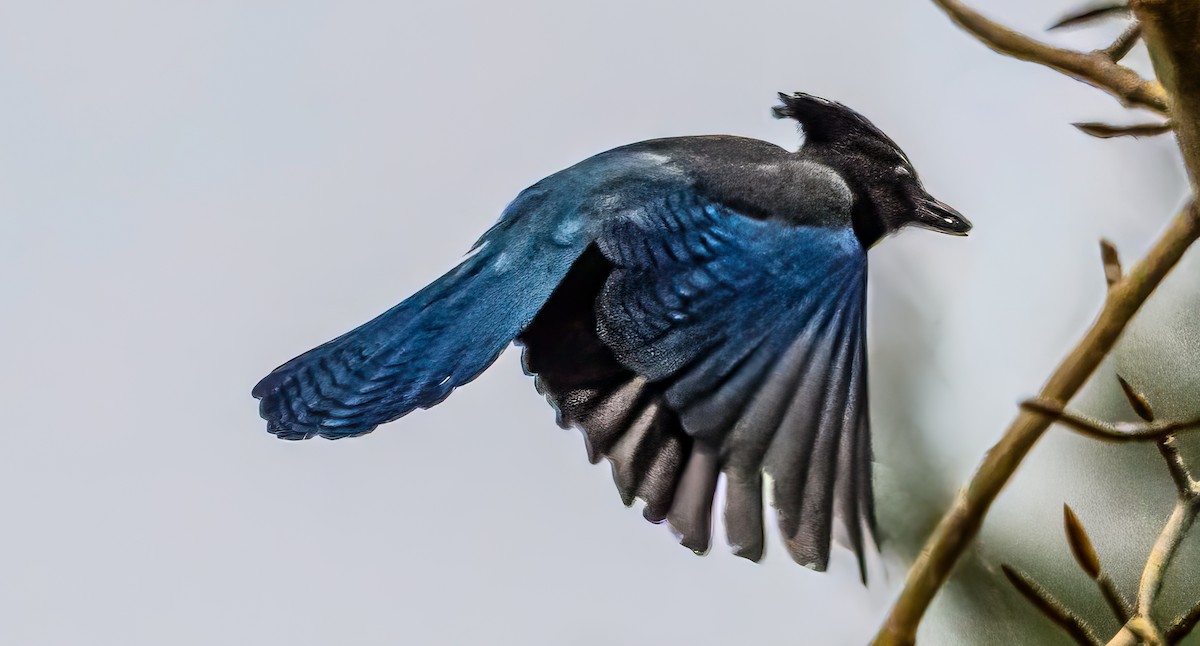 Steller's Jay - ML646611210