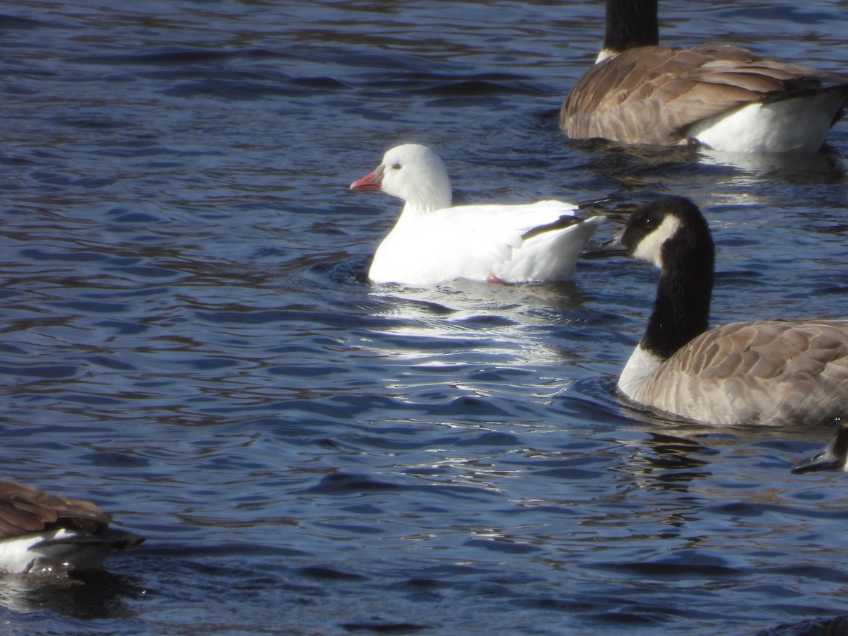 Ross's Goose - ML646611211