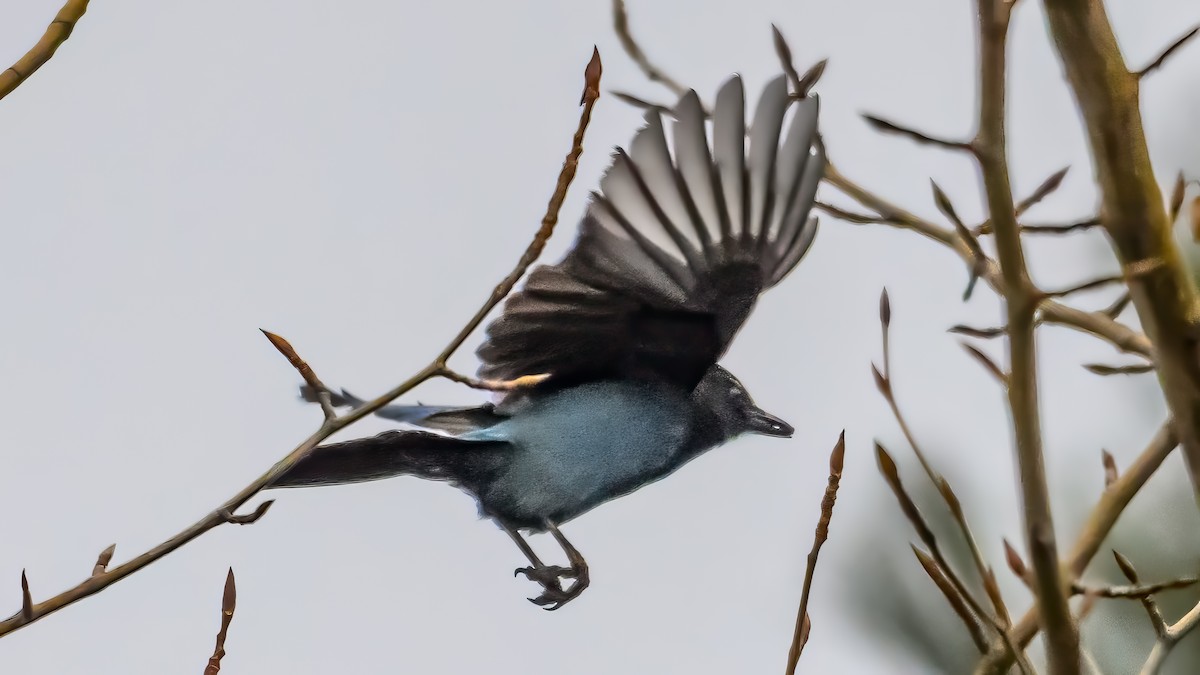 Steller's Jay - ML646611213