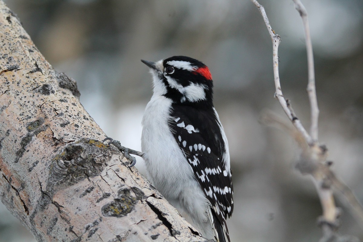 Dunenspecht - ML646611214