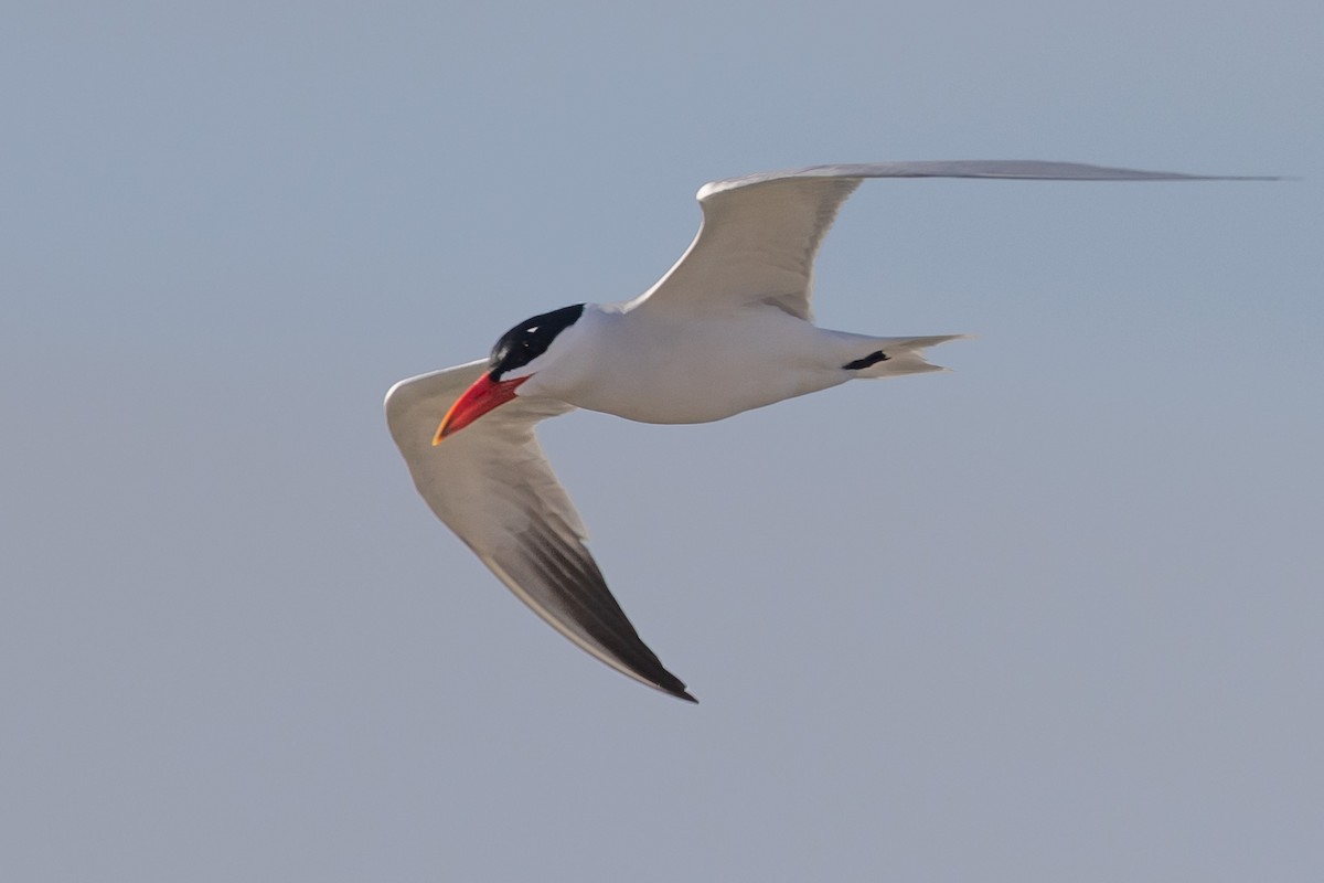 Чеграва - ML646611215