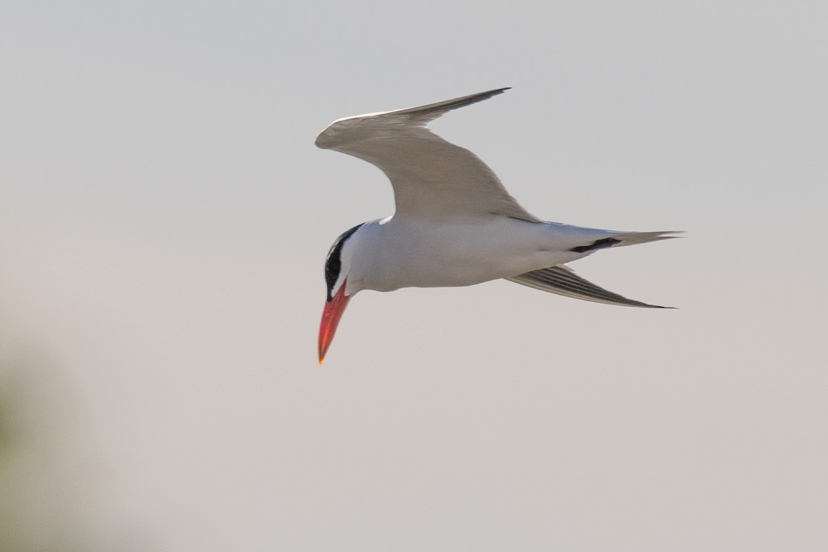 Чеграва - ML646611216