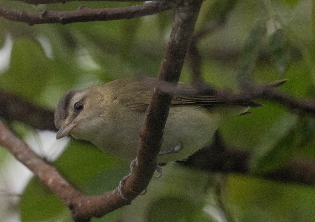 Chivi Vireo - ML646611217