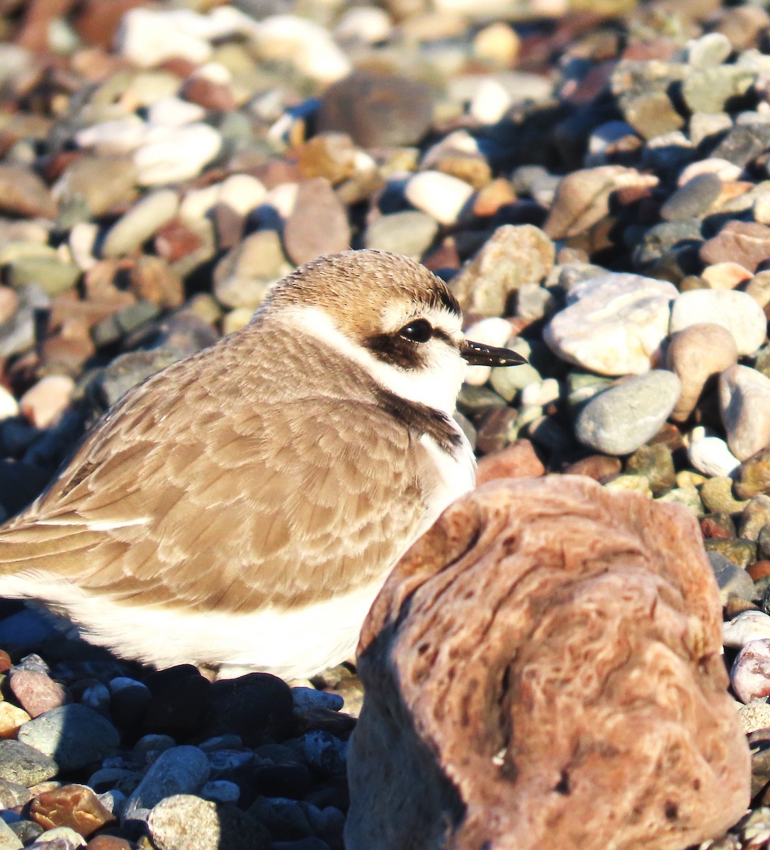 ユキチドリ - ML646611219