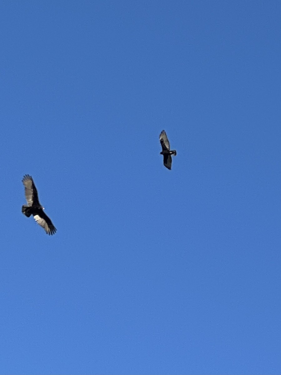 káně černá - ML646611221