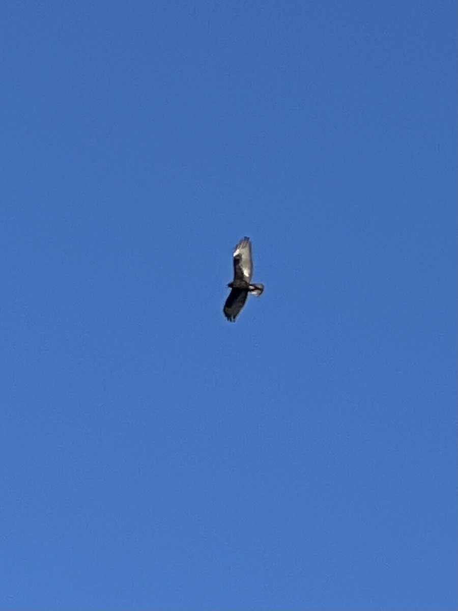 káně černá - ML646611222